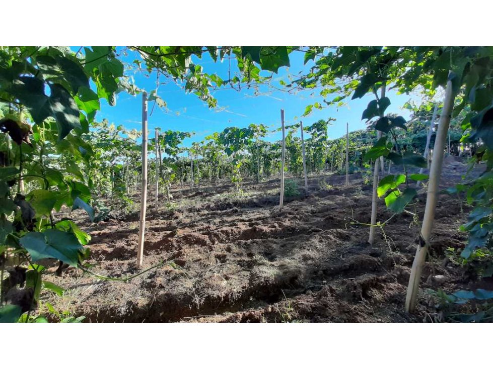 Terreno de 37 tareas de venta en Jarabacoa - 5