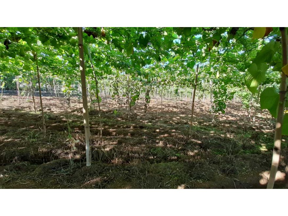 Terreno de 37 tareas de venta en Jarabacoa - 6
