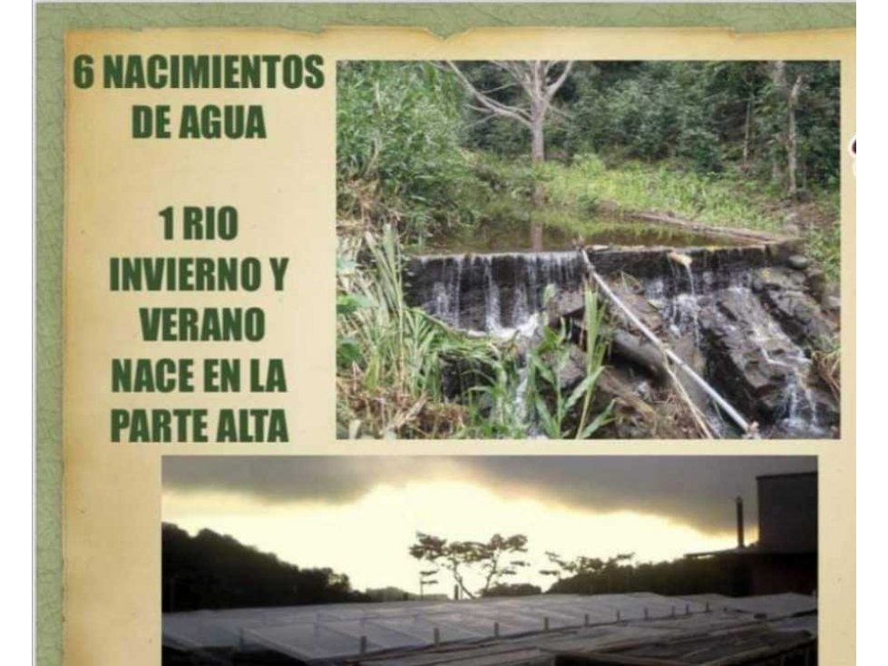 Vendo finca de café de altura. - 2