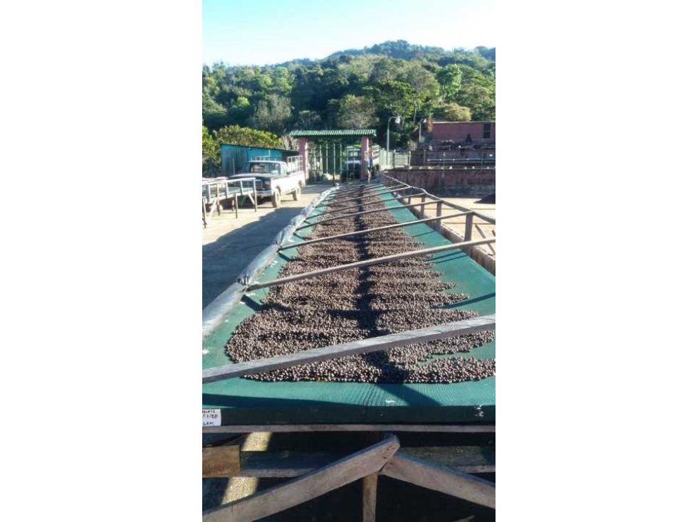 Vendo finca de café de altura. - 3
