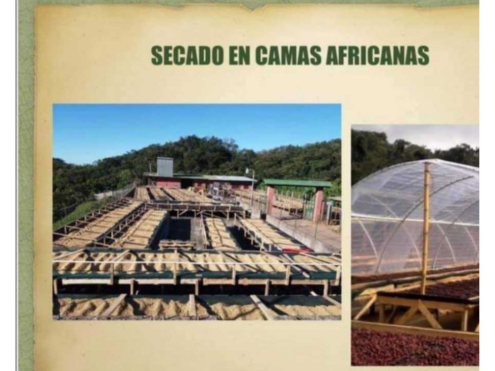 Vendo finca de café de altura. - 5