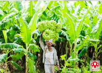 la mayor produccion bananera de el oro esta en este canton